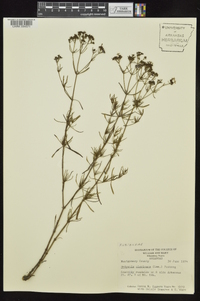 Stenaria nigricans image