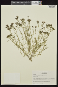 Stenaria nigricans image