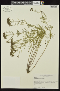 Stenaria nigricans image