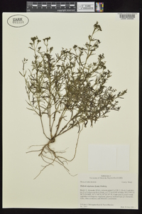 Stenaria nigricans image