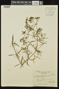 Stenaria nigricans image