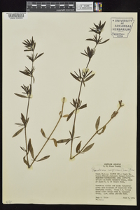 Stenaria nigricans image