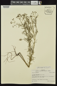 Stenaria nigricans image