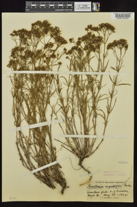 Stenaria nigricans image