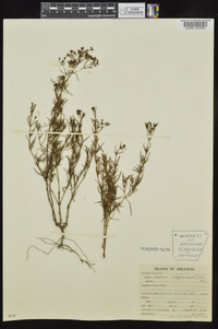 Stenaria nigricans image