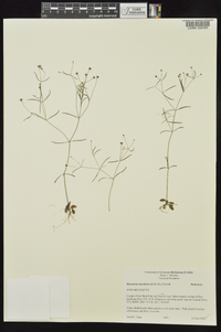 Houstonia ouachitana image