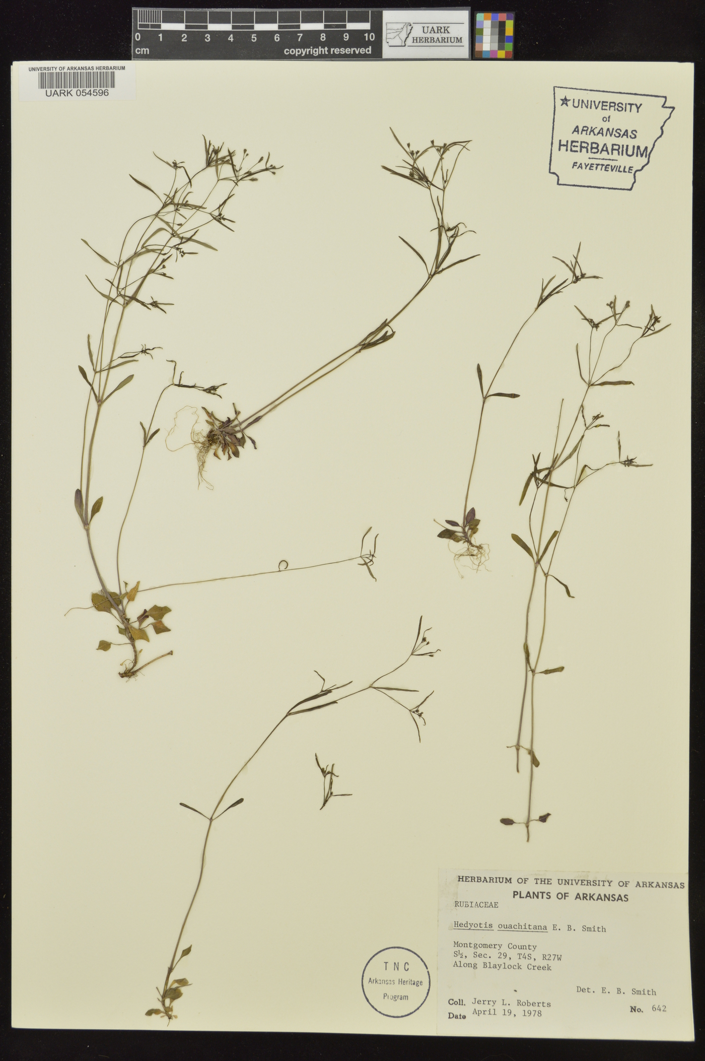 Houstonia ouachitana image