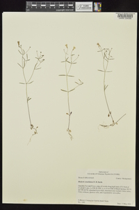 Houstonia ouachitana image