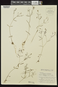 Houstonia ouachitana image