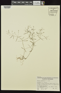 Houstonia ouachitana image