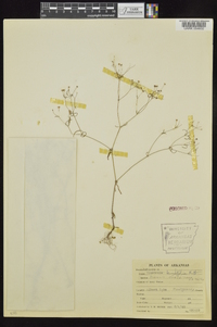 Houstonia ouachitana image