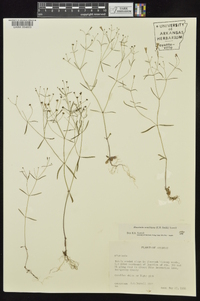 Houstonia ouachitana image