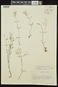 Houstonia ouachitana image