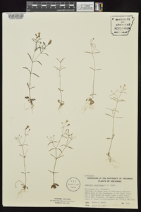 Houstonia ouachitana image