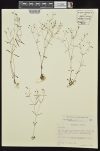 Houstonia ouachitana image