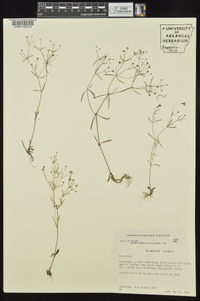 Houstonia ouachitana image