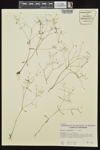 Houstonia ouachitana image