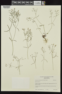 Houstonia ouachitana image