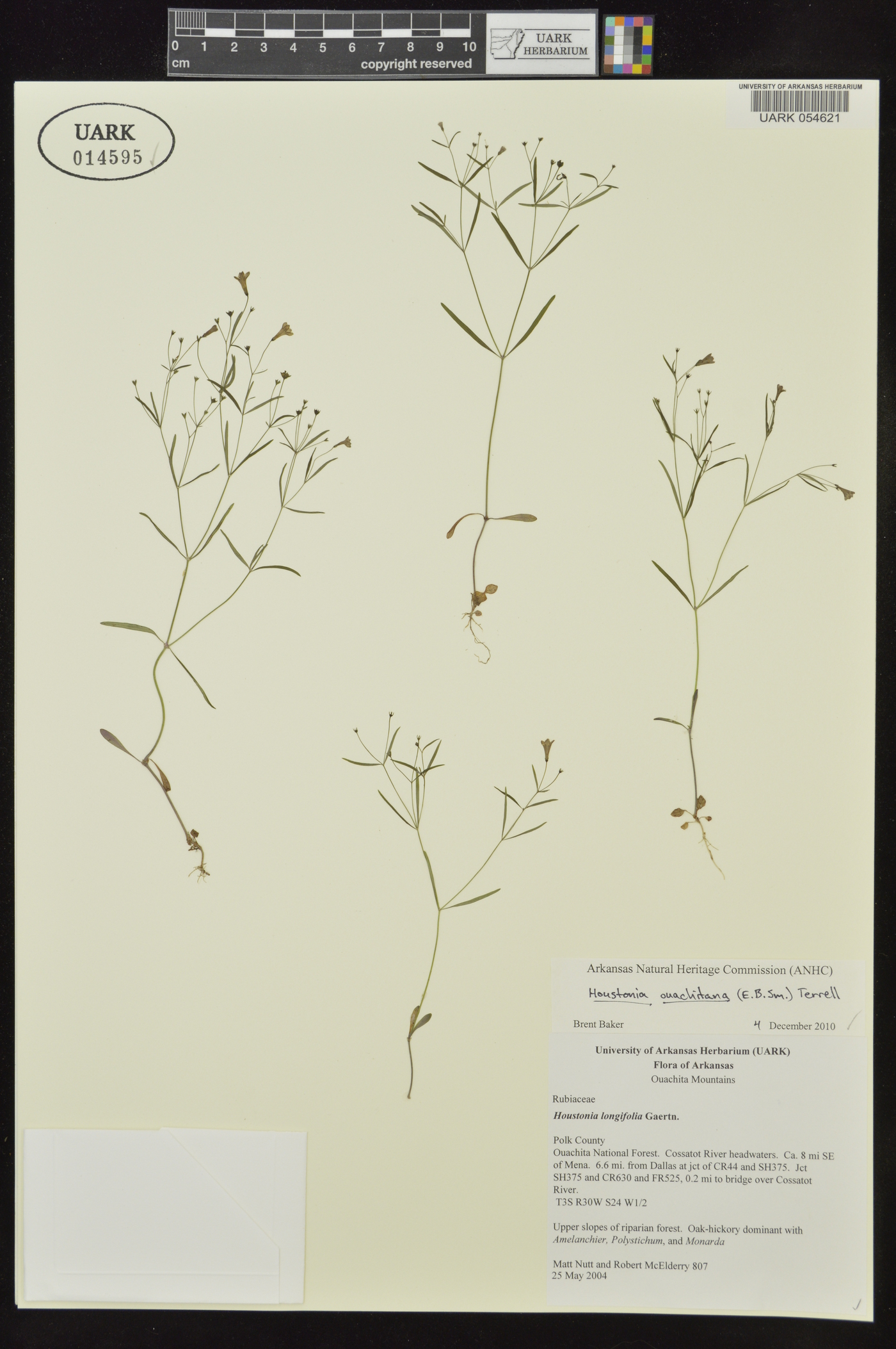 Houstonia ouachitana image