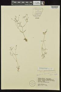 Houstonia ouachitana image