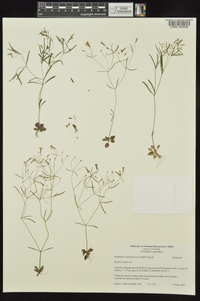 Houstonia ouachitana image