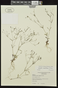 Houstonia ouachitana image