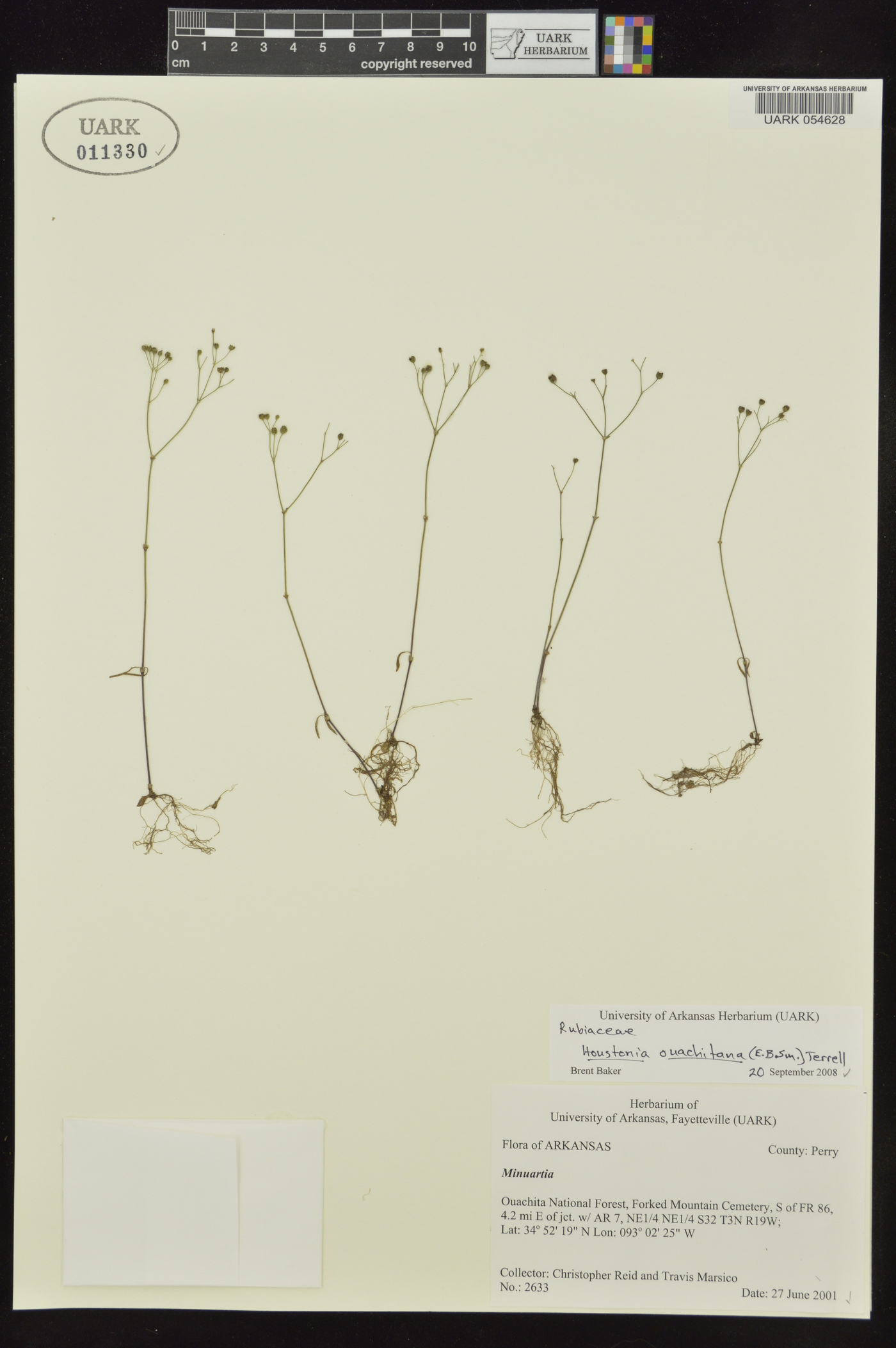 Houstonia ouachitana image