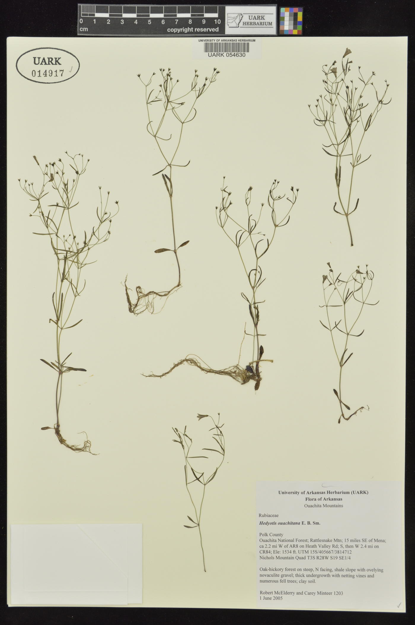 Houstonia ouachitana image