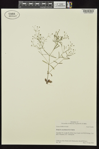 Houstonia ouachitana image