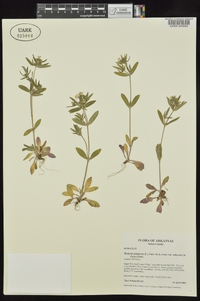 Houstonia longifolia image