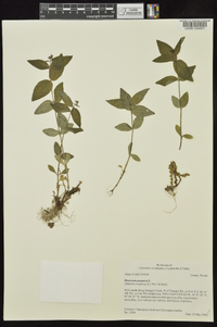 Houstonia purpurea image