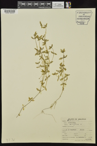 Oldenlandia uniflora image