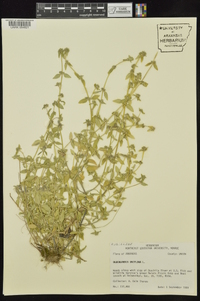 Oldenlandia uniflora image