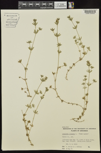 Sherardia arvensis image