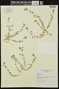 Sherardia arvensis image