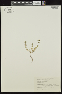 Sherardia arvensis image