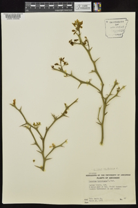 Poncirus trifoliata image