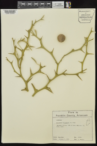 Poncirus trifoliata image