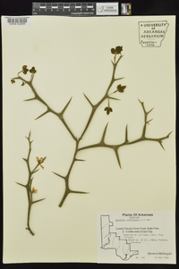 Poncirus trifoliata image