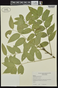 Zanthoxylum clava-herculis image