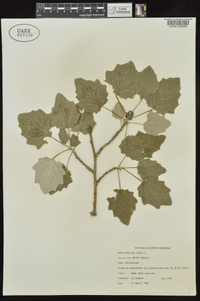 Populus alba image