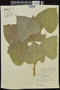 Populus deltoides subsp. deltoides image