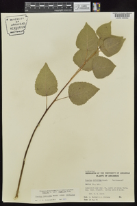 Populus deltoides subsp. deltoides image