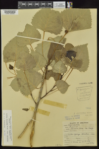 Populus deltoides subsp. deltoides image