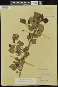 Populus deltoides subsp. deltoides image