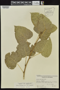 Populus deltoides subsp. deltoides image