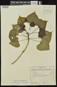 Populus deltoides subsp. deltoides image