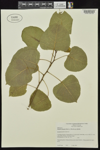 Populus deltoides subsp. deltoides image