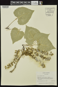 Populus deltoides subsp. deltoides image