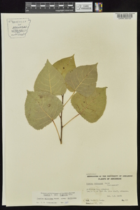 Populus deltoides subsp. deltoides image